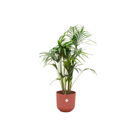 Kentia palm met rode Jazz Round pot - 130 cm