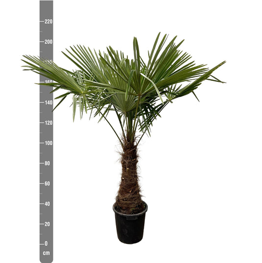 Trachycarpus - 235cm