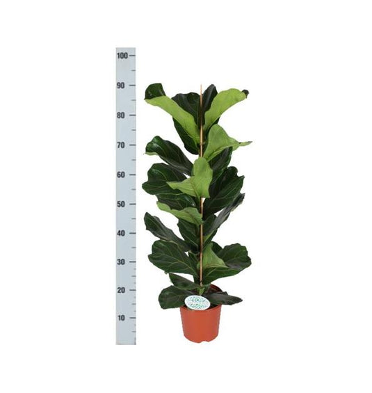 Ficus Lyrata in naturel Albury mand - 90cm