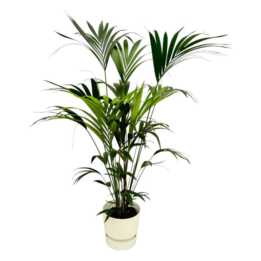 Kentia palm met witte Greenville Round pot - 160cm