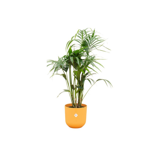 Kentia palm met gele Jazz Round pot - 130 cm