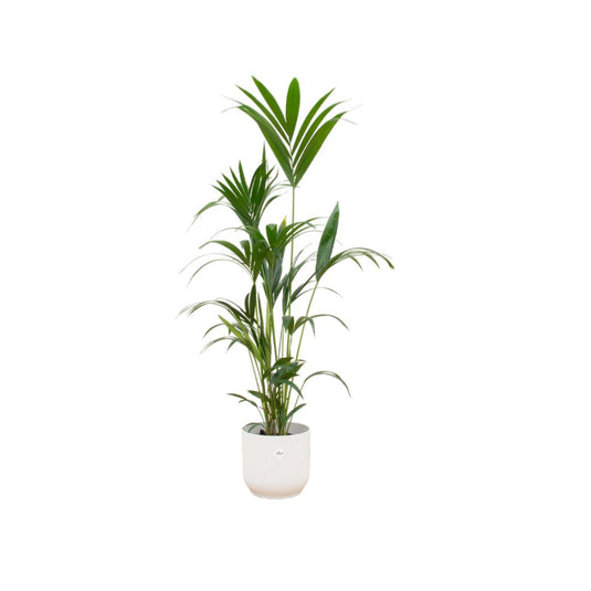 Kentia palm met witte Vibes Fold Round pot - 160cm