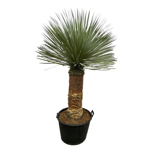 Yucca Rostrata - 150 cm