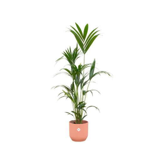Kentia palm met roze Vibes Fold Round pot - 160cm