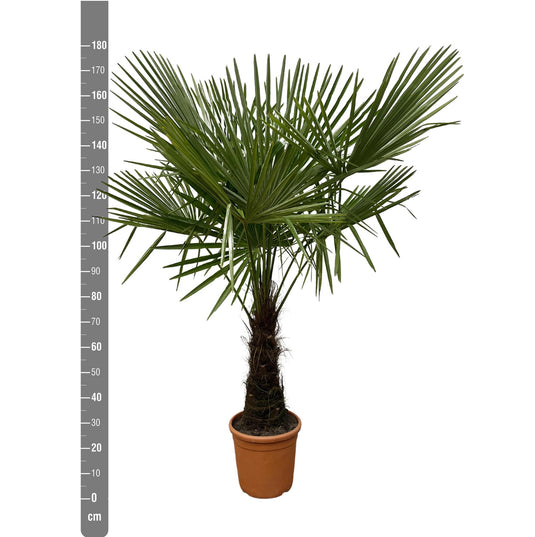 Trachycarpus - 160cm