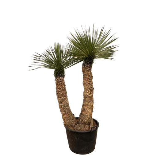 Yucca Rostrata Hidra - 200 cm