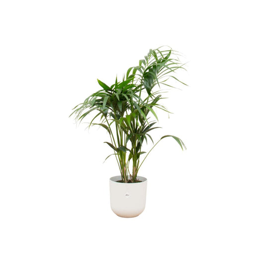 Kentia palm met witte Jazz Round pot - 130 cm