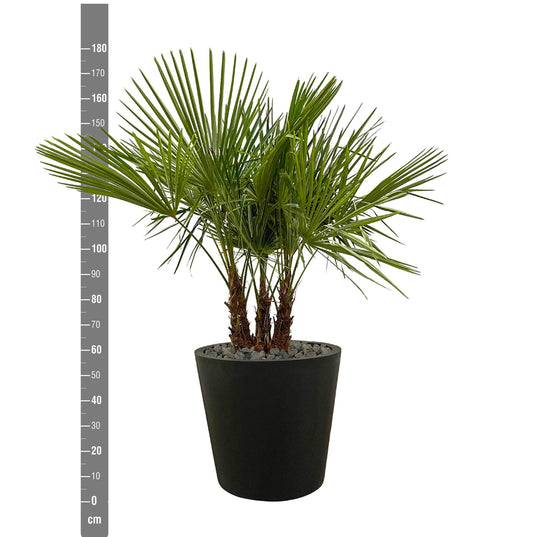 Trachycarpus multi stam - 180cm