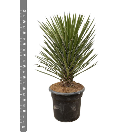 Yucca Filifera Australis - 100cm