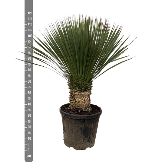 Yucca Rostrata - 120cm