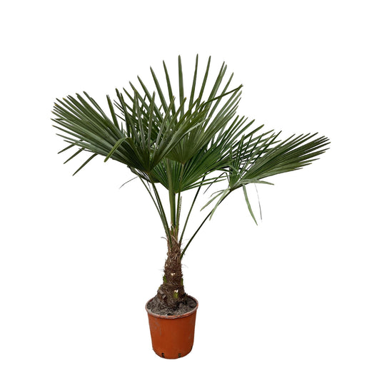 Trachycarpus - 130cm