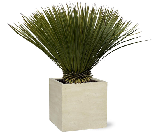 Yucca Rostrata - 90cm