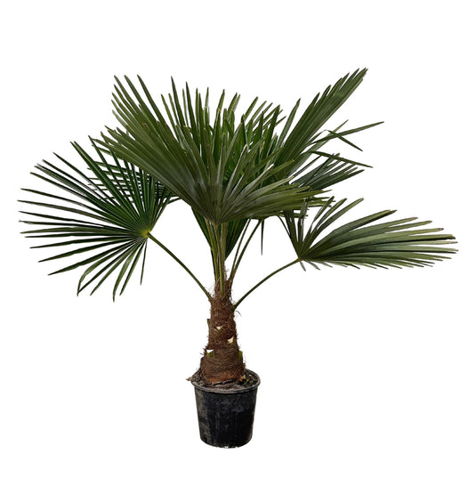 Trachycarpus - 90cm