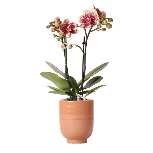 Geel rode Phalaenopsis orchidee - 40cm