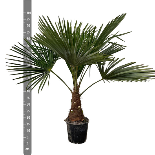 Trachycarpus - 90cm