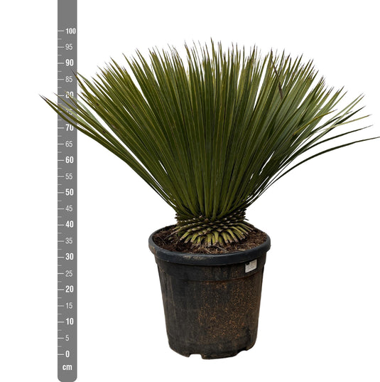 Yucca Rostrata - 90cm