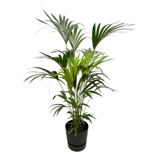 Kentia palm met zwarte Greenville Round pot - 160cm