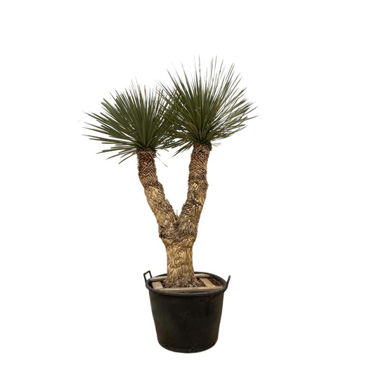 Yucca Rostrata Hidra - 200 cm
